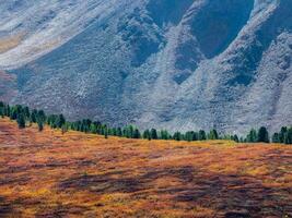 Red autumn mountain plateau, a slope with a low-growing shrub of dwarf birch is covered with a sparse forest of cedar trees. Bright autumn natural background. photo