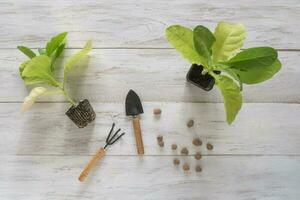 plantando un tabaco planta de semillero foto