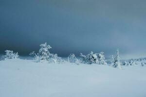 Winter minimalistic northern background with trees plastered with snow against a dark dramatic sky. Arctic harsh nature. Mystical fairy tale of the winter misty forest. photo