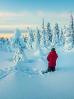 hombre soportes con su espalda en profundo nieve y admira el maravilloso puntos de vista de cubierto de nieve arboles en contra el antecedentes de un frío polar amanecer. invierno vacaciones concepto, un viaje a el ártico hada bosque. foto