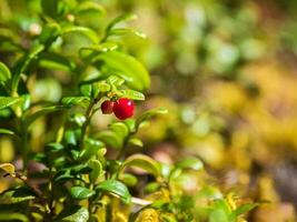 Deep in the forest. Sunny forest with cranberries. Wild berries close-up. photo