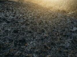 quemado césped. un campo con quemado césped. intencional incendio provocado. el destrucción de insectos ecológico desastre foto