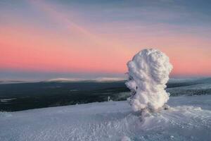 increíble frío rosado amanecer terminado un Nevado invierno colina. ver de el cubierto de nieve tundra y sierras. ártico duro naturaleza. místico hada cuento de el invierno escarcha bosque. foto