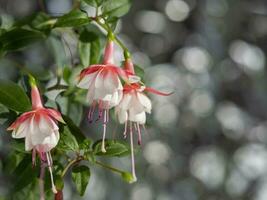 Beautiful bunch of a blooming pink and white fuchsia flowers over natural gray backdrop. Flower background with copy space. Soft focus photo