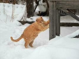 Big red fluffy cat sharpens its claws. Pets, the concept of Christmas and hugge - a red striped cat in winter on snow. Animals in cold winter, a red cat in the snow. photo