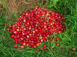 Bunch of red apples are piled on the green grass. Harvesting apples. photo