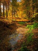 un represa en un antiguo abandonado otoño parque. brillante soleado otoño paisaje con caído arce hojas. foto