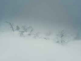 Poor visibility, blizzard, heavy snowstorm in the polar forest. Fabulous winter spruce forest in a blizzard. The snow-covered trees are barely visible through the snow shroud. Harsh Arctic nature. photo