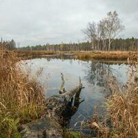 Swamp in the North in autumn. A tree felled by beavers in the water. photo