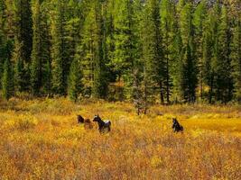 A herd of horses is hiding in a tall red bush. Horses grazing among autumn shrubs against the background of a mountain coniferous forest. photo