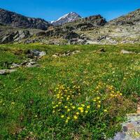 verano cuadrado antecedentes de el alpino tierras altas. floreciente prado de el tierras altas. foto