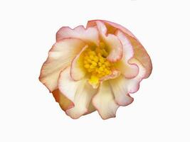 Begonia beautiful pink flower isolate on white background photo