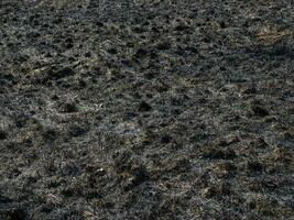 Burned grass. A field with burnt grass. Intentional arson. The destruction of insects. Ecological disaster photo