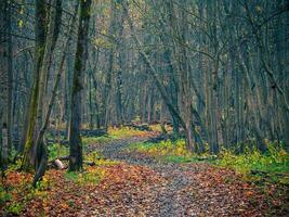 Spring clearing the forest of dead wood. Forest alley with piles of branches prepared for export photo