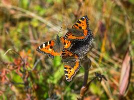 brillante imagen aglais urticaria, muchos pequeño carey mariposa en un otoño flor, cerca arriba. foto