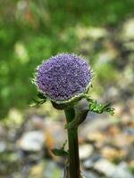 Sajanella monstrosa, medicinal herb rare endemic of Siberia. Grows in the Altai Mountains and is used in medicine. Vertical view. photo