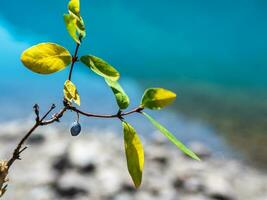 Ripe autumn berry. Autumn branch of ripe honeysuckle on a blurry blue natural background, close-up. photo