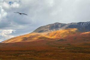 Colorful mountain landscape with a black eagle over hillside in golden sunlight in autumn in pastel colors. Mountain plateau with a dwarf birch of the red color of the sunlit mountainside. photo