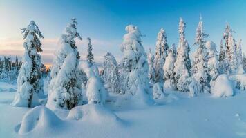 Beautiful frosty winter morning in a polar wood plastered with snow. Snow covered Christmas fir trees on mountainside. Arctic harsh nature. Sunrise over the polar hill. Panoramic view. photo