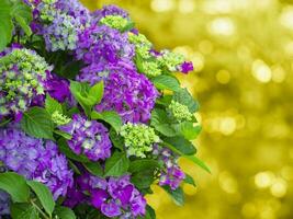 Beautiful lilac hortensia, copy space. Artistic natural background photo