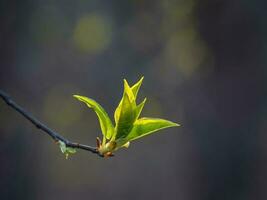 Spring branch with budding tree. Natural spring background photo