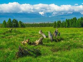 Snags of bizarre shape on a green lawn. Giant mountains with snow above green forest in sunny day. Glacier under blue sky. Amazing snowy mountain landscape of majestic nature. photo