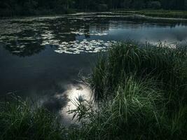 Moonlit night in the swamp. Moon reflection in the water photo