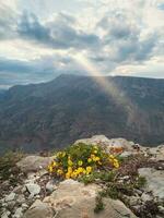 lozano arbustos de amarillo flores en contra el fondo de un impresionante profundo garganta con alto montañas. estrecho rayos de el Dom brillar mediante dramático nubes foto