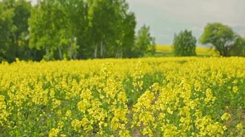 yellow rapseed field swaying on wind at daylight with birch trees in the background video