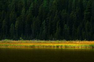 A strip of coniferous green forest and bright reeds on the shore of a mountain lake. Bright natural minimalistic background with chiaroscuro. photo