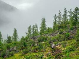 Foggy atmospheric green forest landscape with firs in mountains. Minimalist scenery with edge coniferous forest in light mist. Alpine tranquil landscape at early morning. photo