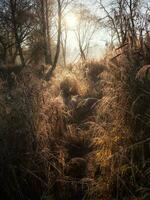 Morning sunny misty path through the tall grass photo