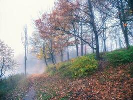 montaña sendero mediante el Mañana brumoso otoño bosque. foto