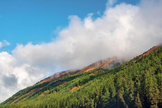Amazing view from sunlit coniferous trees to fir forest valley and sharp rocky mountain range in low misty clouds. Awesome mountain landscape with cedar forest and sharp rocks. Nature of Altai. photo