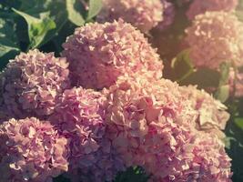 Pink Hydrangea close-up. Bunch of vibrant pink blooming Hydrangea flowers photo