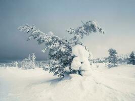 mágico extraño siluetas de arboles son borracho con nieve a noche. ártico duro naturaleza. un místico hada cuento de el invierno brumoso bosque. nieve cubierto Navidad abeto arboles en ladera de la montaña foto