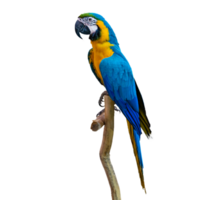 macaw parrot parakeet perching on branch Isolate on transparent background PNG file