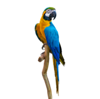 macaw parrot parakeet perching on branch Isolate on transparent background PNG file