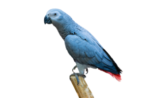 Grey parrot isolate parakeet perching on branch Isolate on transparent background PNG file