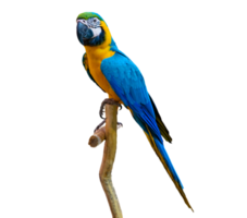 macaw parrot parakeet perching on branch Isolate on transparent background PNG file