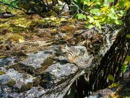 Chipmunk poses on a rock in the wild. A little chipmunk posing nosy in the Rocky Altai Mountains, Siberia. photo