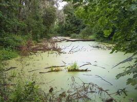 Mysterious forest with swamp. Scenery of dark forest with swampy lake. View with dead trees in the water photo