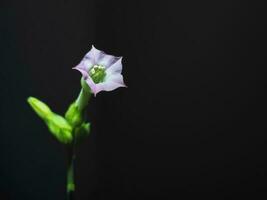 Flower of nicotine tobacco at night. Close up photo