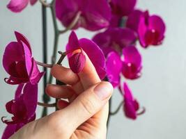 Disease of orchids. Drying and falling of young bud in the orchid. Home gardening, orchid breeding. photo