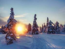 Landscape with winter polar forest and bright sunbeams. Sunrise, sunset in beautiful snowy forest. photo