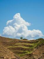 Small lonely tree growing on top of the rock under beautiful fluffy white cloudy sky. High-altitude green terrace pasture. Vertical view. photo