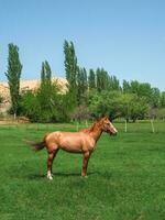 Red horse breed Budennovskaya walking in the spring green lawn. photo