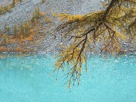 Yellow branch of a larch tree on the background of a turquoise lake. Autumn natural turquoise background. photo