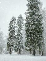 Frozen branches on white sky background. Atmospheric forest land photo