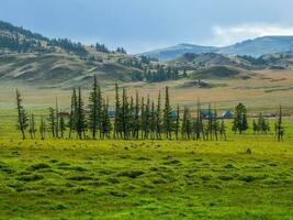 A line of trees in a field on the horizon against the background of the village. Protection of fields from erosion. The nature of the Altai Mountains. Siberia, Russia. photo